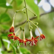 Danais fragrans.liane jaune.lingue noir.rubiaceae.endémique Madagascar Mascareignes. (1).jpeg